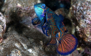 Banda Sea 2018 - DSC06063_rc - Mandarinfish - Poisson mandarin - Synchiropus splendidus
